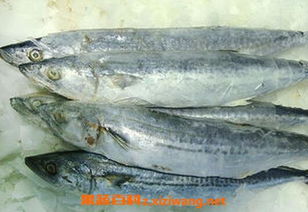 迷你鹦鹉鱼饲料中是否含有对鱼类有益的维生素和矿物质？