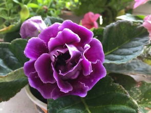 外卖塑料盒变神器，省钱又透气