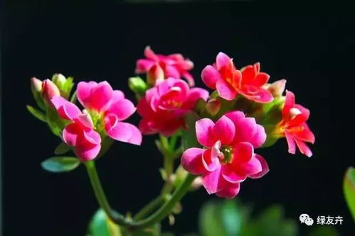 冻伤的长寿花如何挽救？