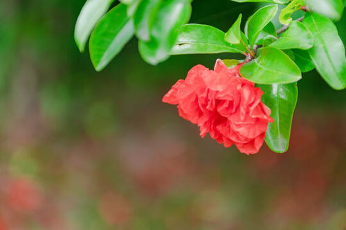 石榴树的作用与功嫩