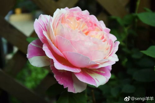 “爆款花卉销量高，花高矮不一成特色”