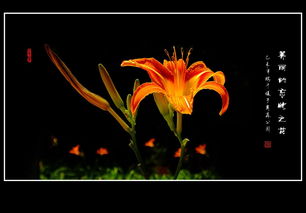 萱草花的文化意义：忘忧的象征