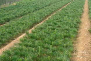 黑松旁边适合种植什么花？