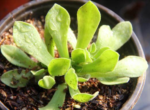 法师多肉浇水大揭秘