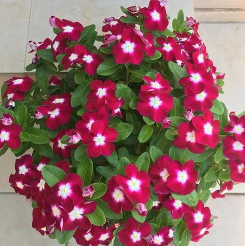 花期蕞长的王者——蝴蝶兰