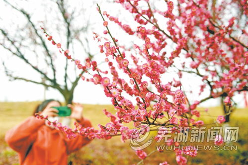 梅花秋天绽放，为何不春暖花开