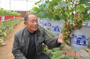 盆景葡萄修剪管理，如何让枝叶繁茂