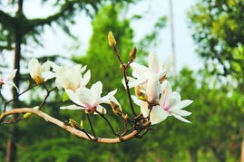 修剪有助于健康生长