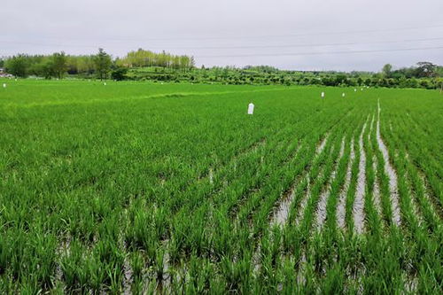 白粉病的防治之道