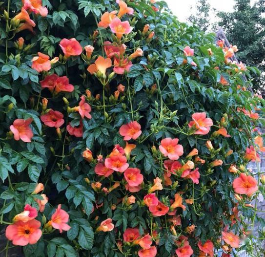 施肥也要讲究方法