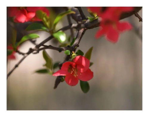 修剪：春天的魔法时刻