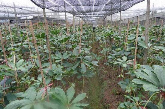 重楼种植技术与栽培管理中，如何确保重楼幼苗成活率最高