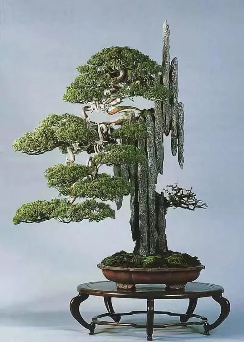 盆景树桩枝干造型，如何巧妙融入自然之美