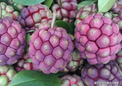 黑老虎的适宜环境与栽植技巧