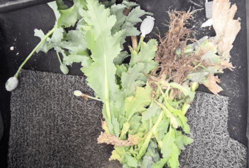 典型案例：马尼拉草的悲剧