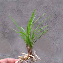 菖蒲剔黄小知识