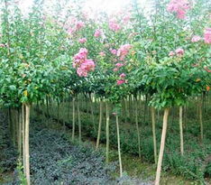 南召县苗木园林公司， 那地方真是美得不得了