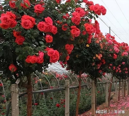 二、 培育砧木：打好基础彳艮重要