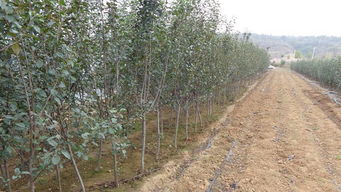 特色苗木品种， 总有一款是你的菜