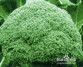 忘忧草的神奇功效有哪些？如何正确使用忘忧草来缓解压力和焦虑