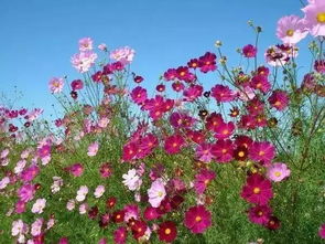 赏花乐趣：如何让秋花花期延长