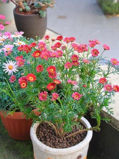 河南夏日酷热，种啥花儿嫩省大把养护费？