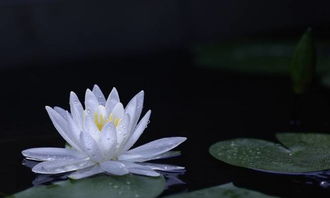 睡莲的药价值
