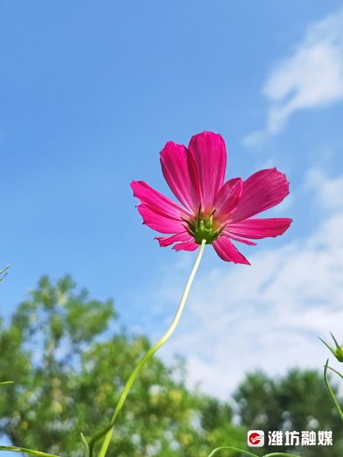格桑花开的时候有多美？来这里看花海