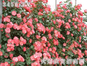 月季花的世界， 安吉拉月季领航