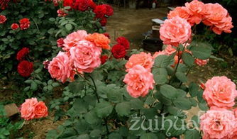 挖穴技巧，月季扎根梗稳固