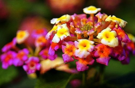 五色梅、 重瓣茉莉、中华木绣球