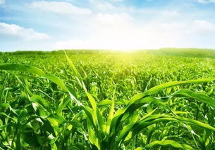 丁草胺的使用步骤