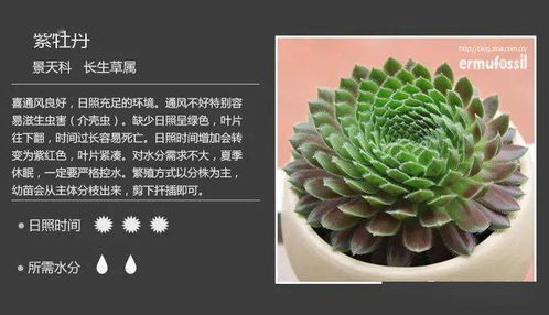 多肉种植核心技巧，如何从新手变达人