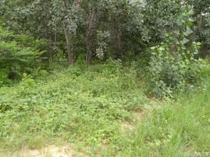 雨后杂草疯长，园林人教你几招根治秘诀！