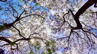 蓝花楹：春天的蓝色花雾