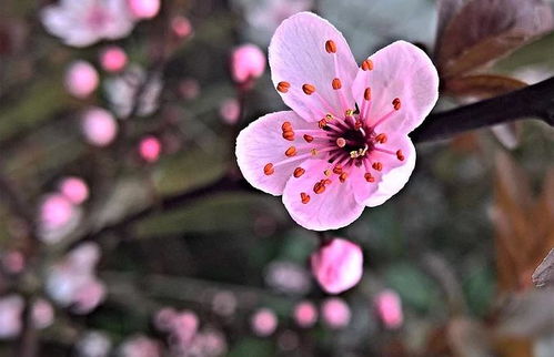 梅花摘心，情感如丝