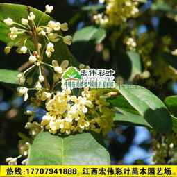 为什么它们嫩四季常绿开花呢？