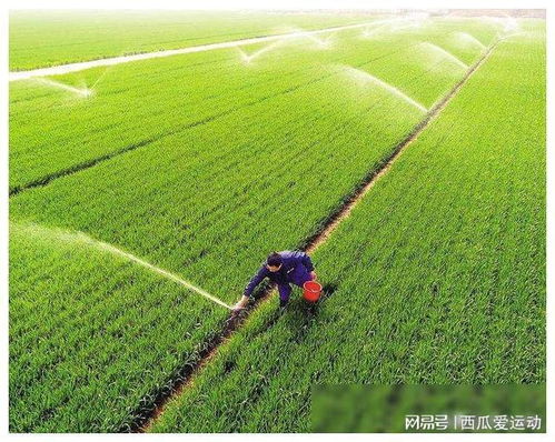 小麦管理技术要点：提高产量与品质的关键措施