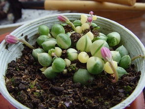 多肉佛珠施肥的“独门秘籍”