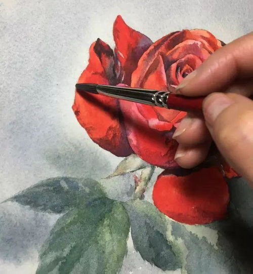 红色玫瑰=爱情，它代表什么