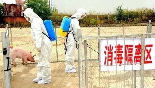 非洲猪瘟：养殖场需严防死守