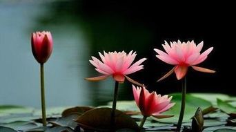 睡莲与樱花的阅读答案