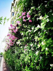 花期提示， 错过再等一年