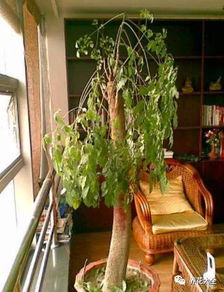 幸福树在客厅的摆放位置