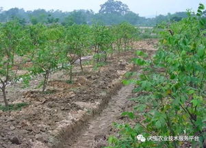 对果园土壤的影响