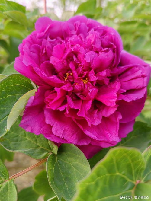牡丹花瓣层层叠叠，如何画出它的娇艳