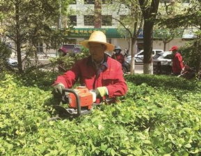 冬季修剪：树儿们穿上了“冬衣”