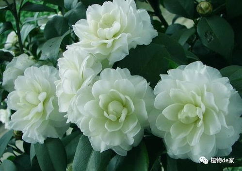 冬天室内茶花如何浇水才能避免烂根