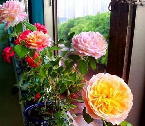 大花月季种植基地的温馨提醒