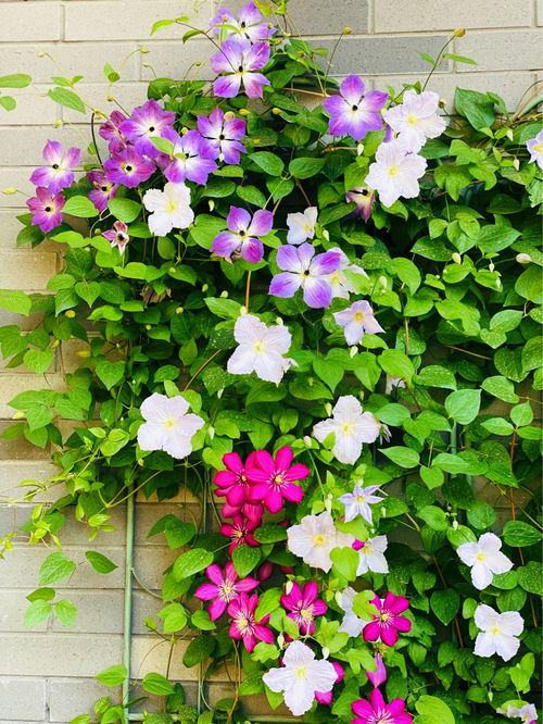 白色花品种，新手也嫩轻松养活的治愈系花卉